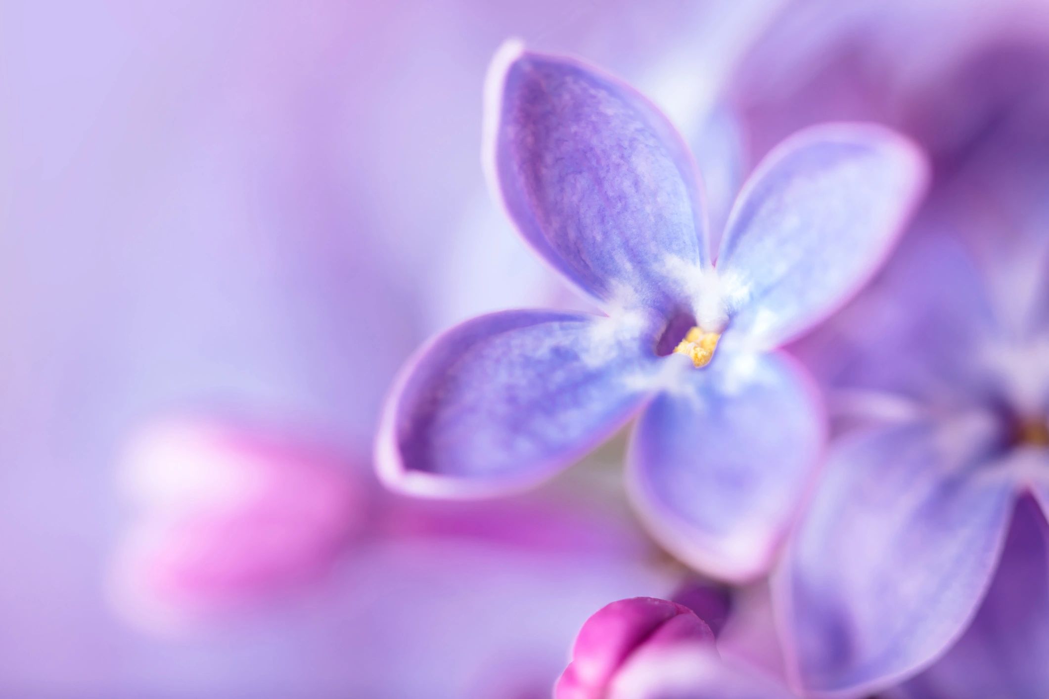 Soft lilac blossoms with copy space