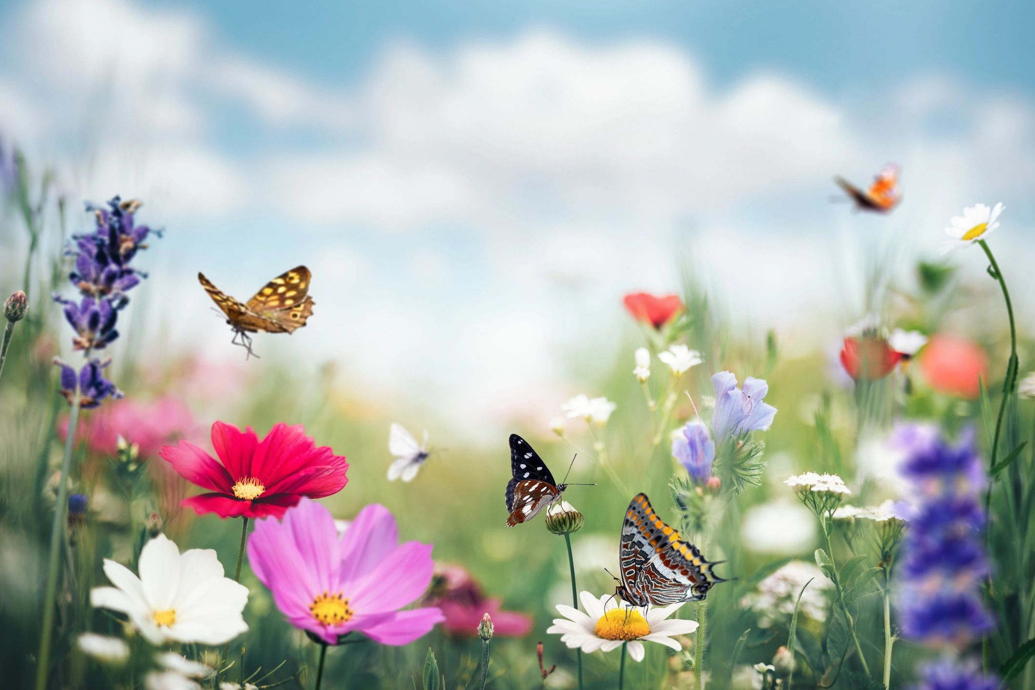 Butterflies over a summer meadow