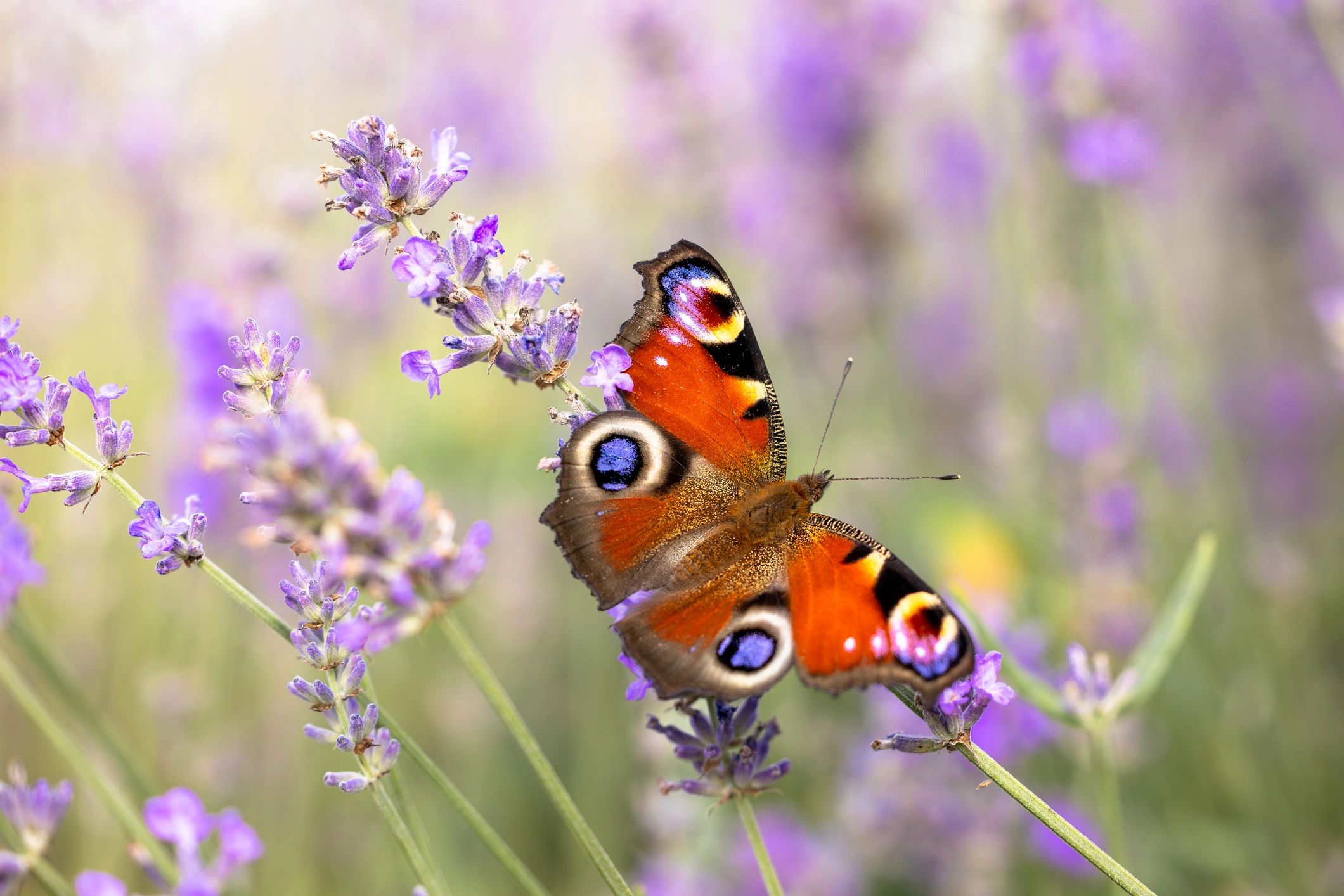 Butterfly resting on lavender flower